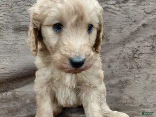 Goldendoodle dogs Findley Standard - Ad 2