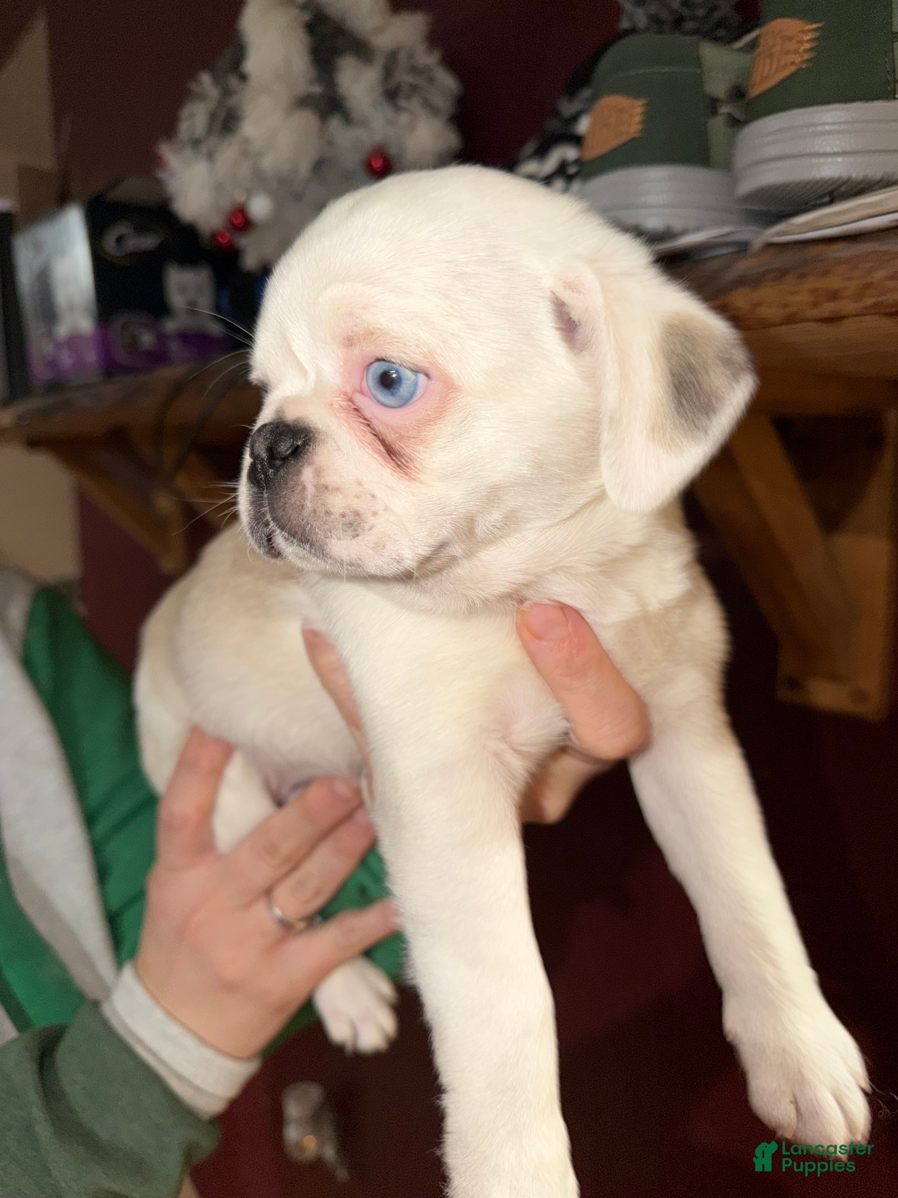 Pug dogs Reggie  - Ad 37