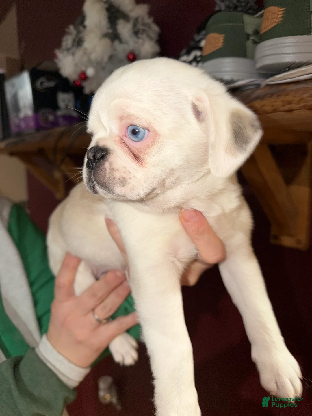 Pug dogs for sale: Reggie  - Ad 2