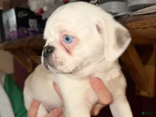 Pug dogs Reggie - Ad 37