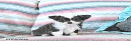 Chihuahua dogs for sale: Cupid - Ad 6