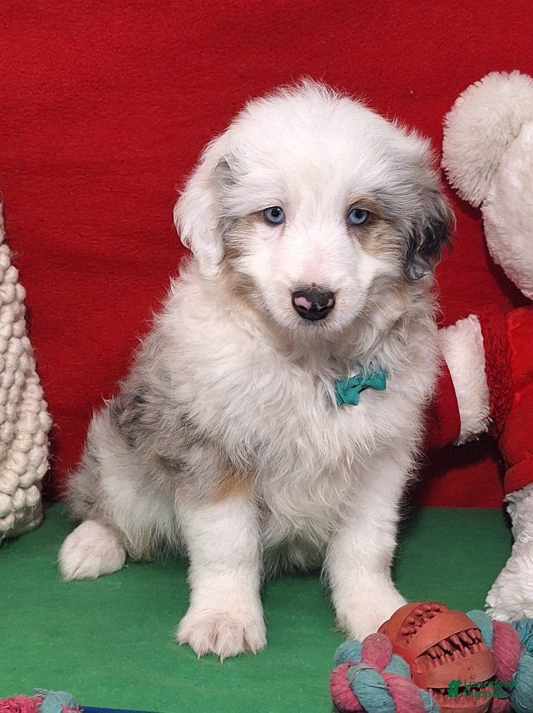 Aussiedoodle dogs for sale: Caiden - Ad 1