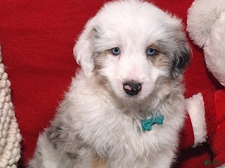 Aussiedoodle dogs Caiden - Ad 15
