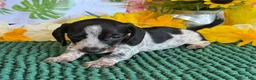 Miniature Dachshund dogs for sale: Rascal - Ad 1