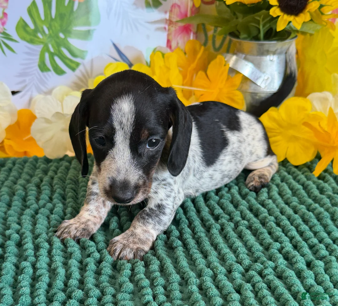 Miniature Dachshund dogs for sale: Rascal - Ad 1