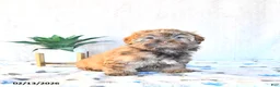 Shihpoo dogs for sale: Hazel - Ad 3