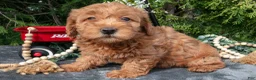 Mixed Breed dogs for sale: Brooke - Ad 2