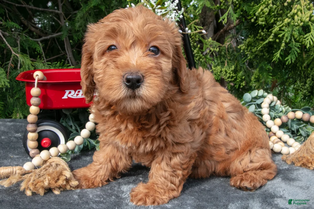 Mixed Breed dogs for sale: Brooke - Ad 2