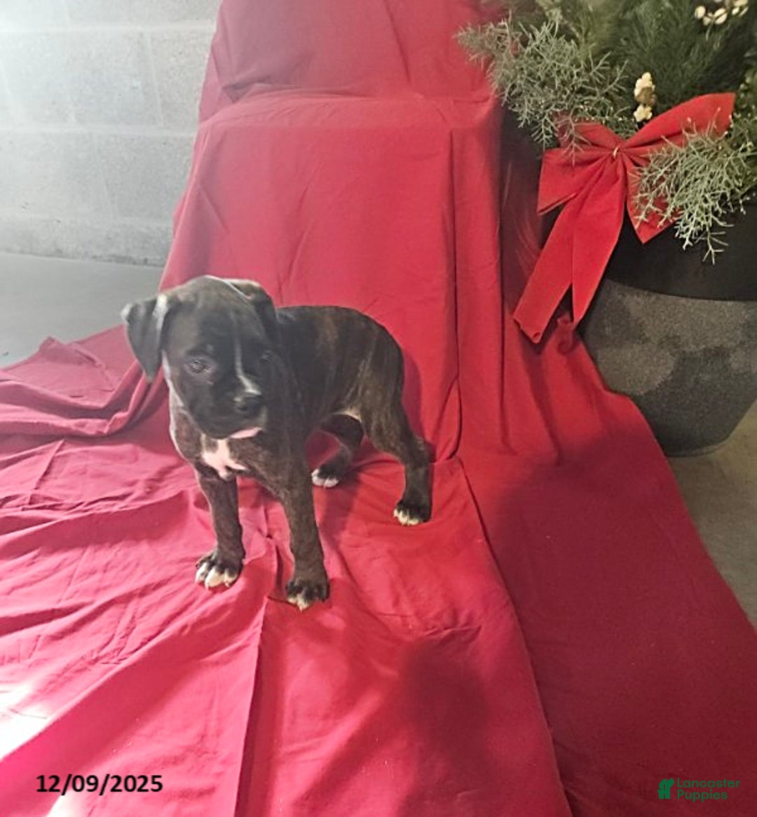 Boxer dogs for sale: Prancer - Ad 1