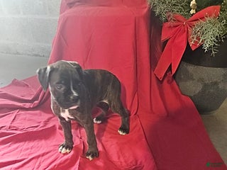 Boxer dogs Prancer - Ad 15