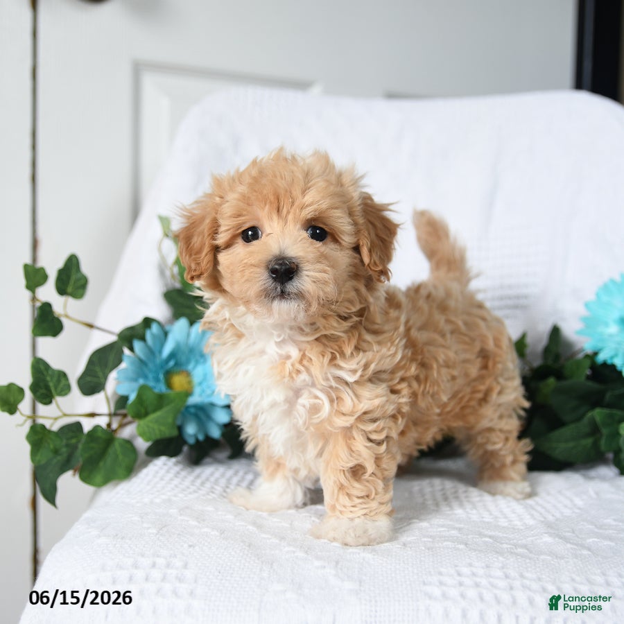 Maltipoo dogs Kenny - Ad 1