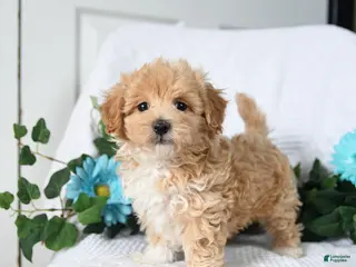 Maltipoo dogs for sale: Kenny - Ad 3