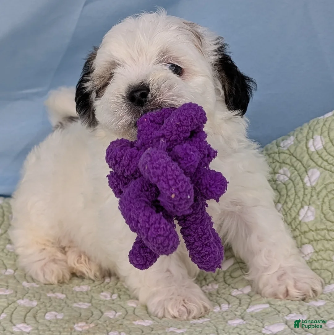 Teddy Bear dogs for sale: Trouble Puff - Ad 12