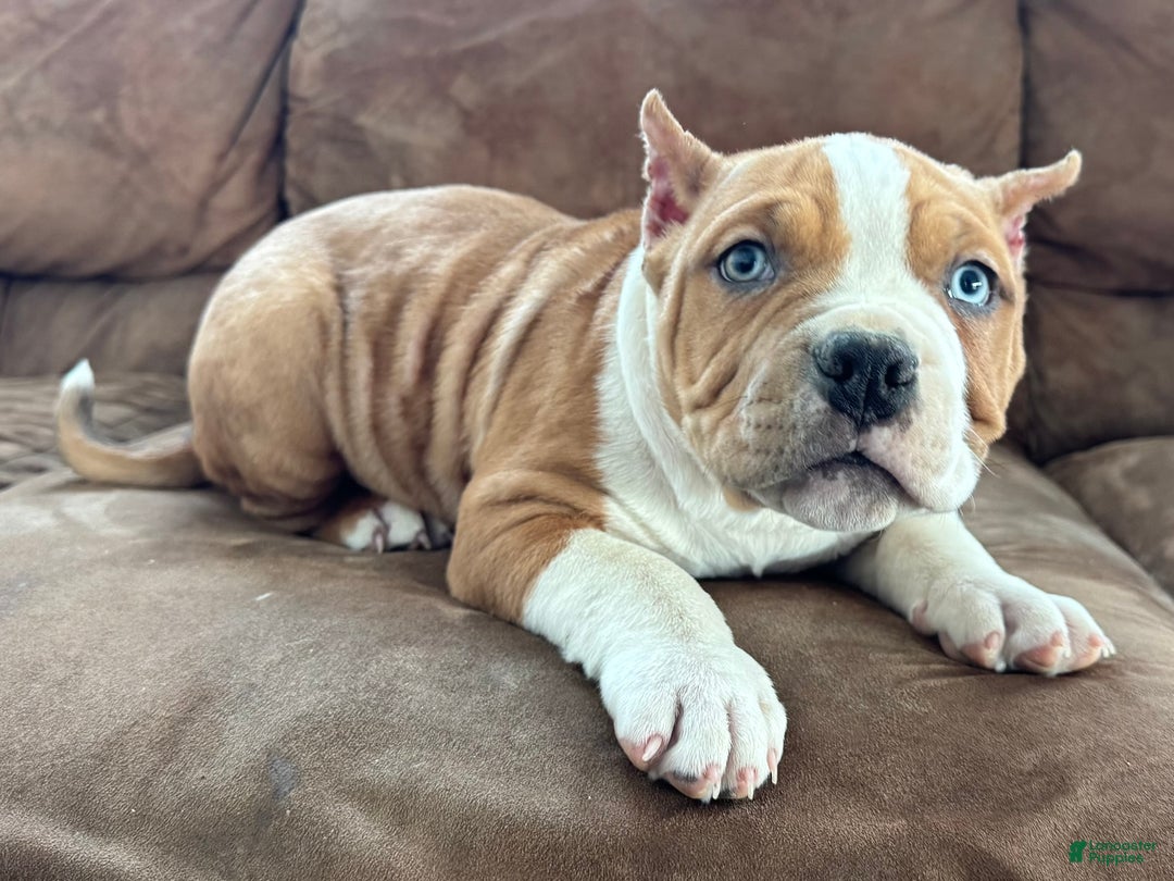 American Bully dogs for sale: Diesel - Ad 2