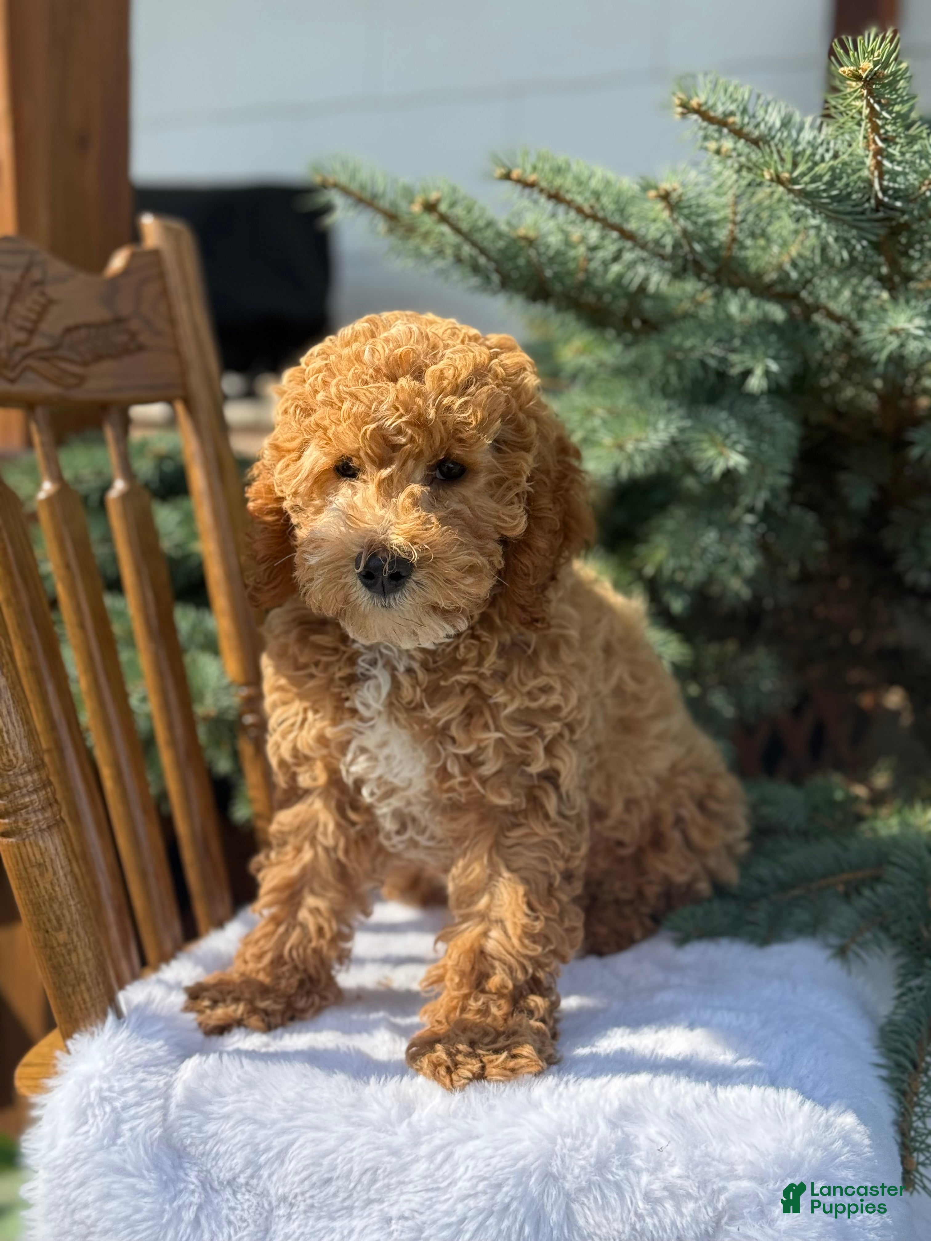 Cavapoo dogs Archer - Ad 1