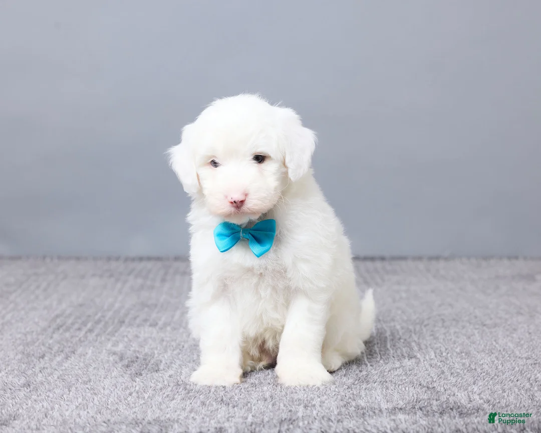 Sheepadoodle dogs for sale: Addison - Ad 6