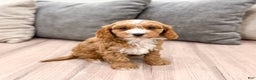 Cavapoo dogs for sale: Rocket - Ad 6