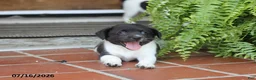 Toy Fox Terrier dogs for sale: Missy - Ad 7