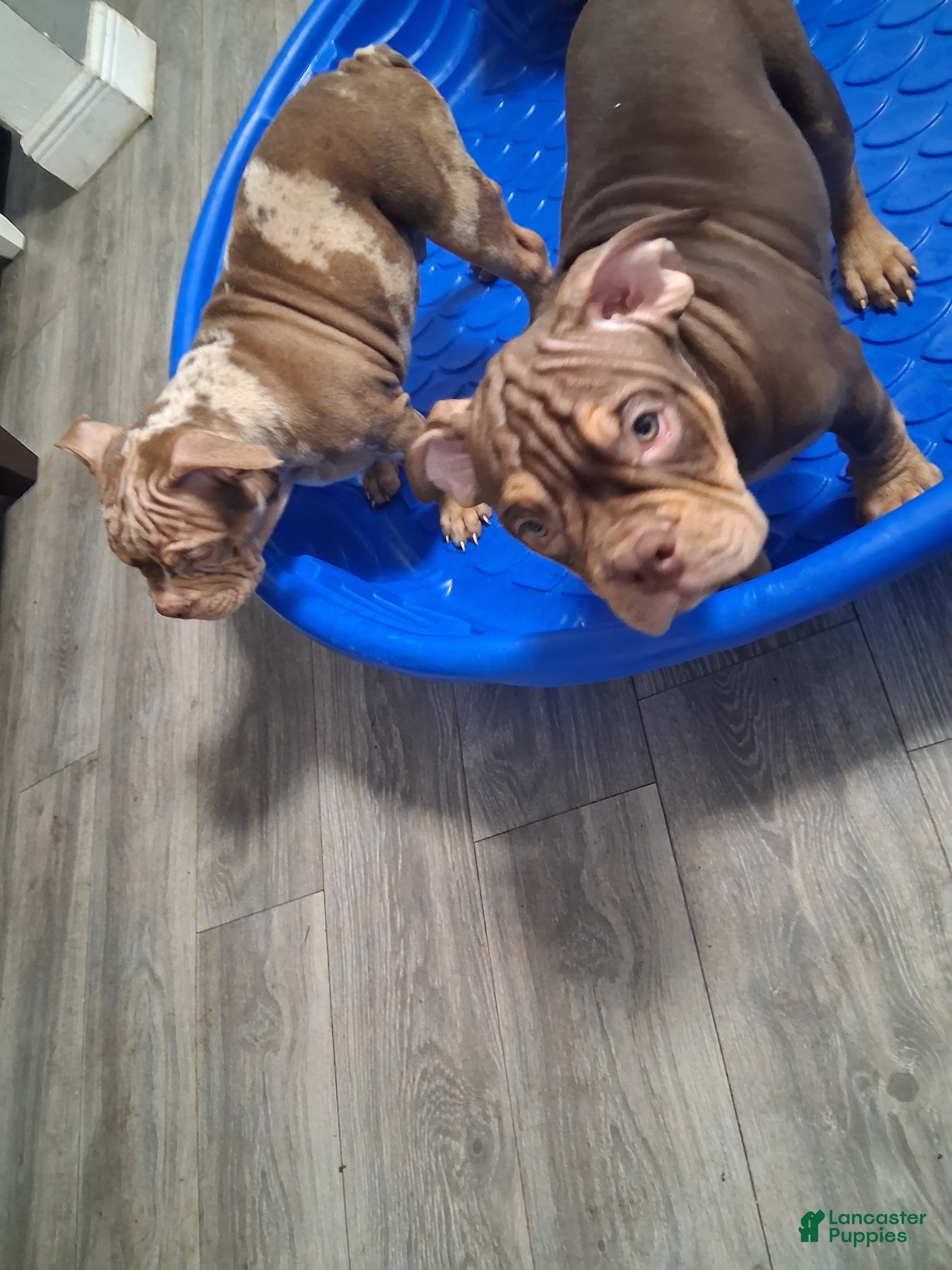 American Bully dogs Parlay - Ad 1