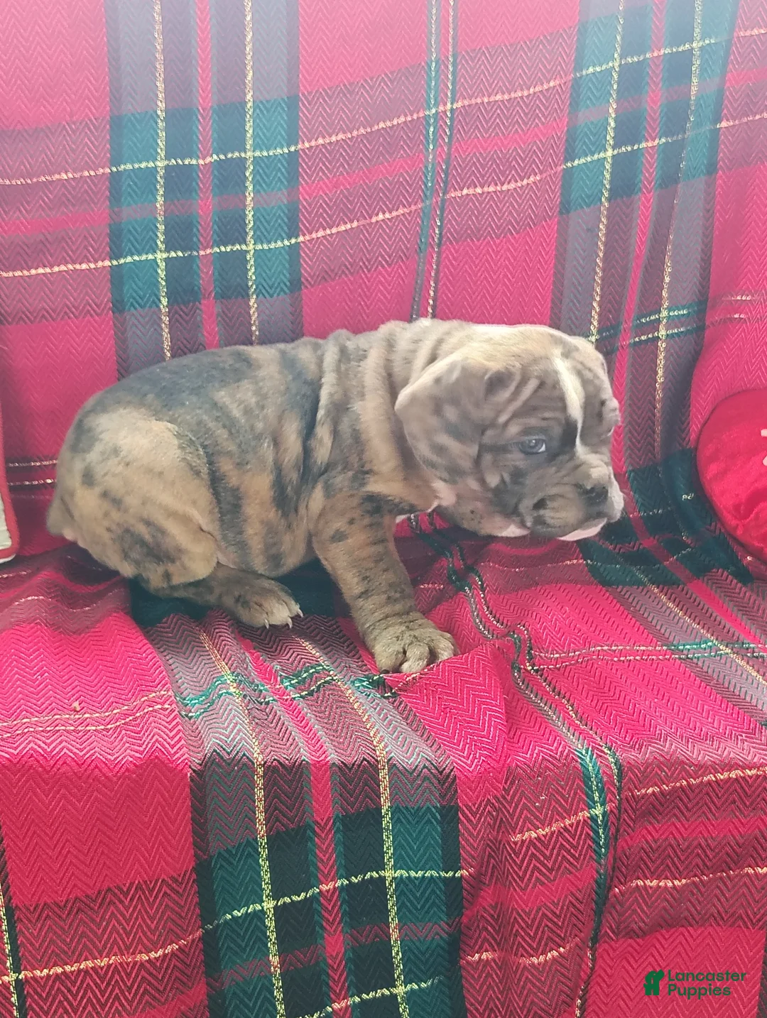 Olde English Bulldogge dogs for sale: Benji - Ad 3