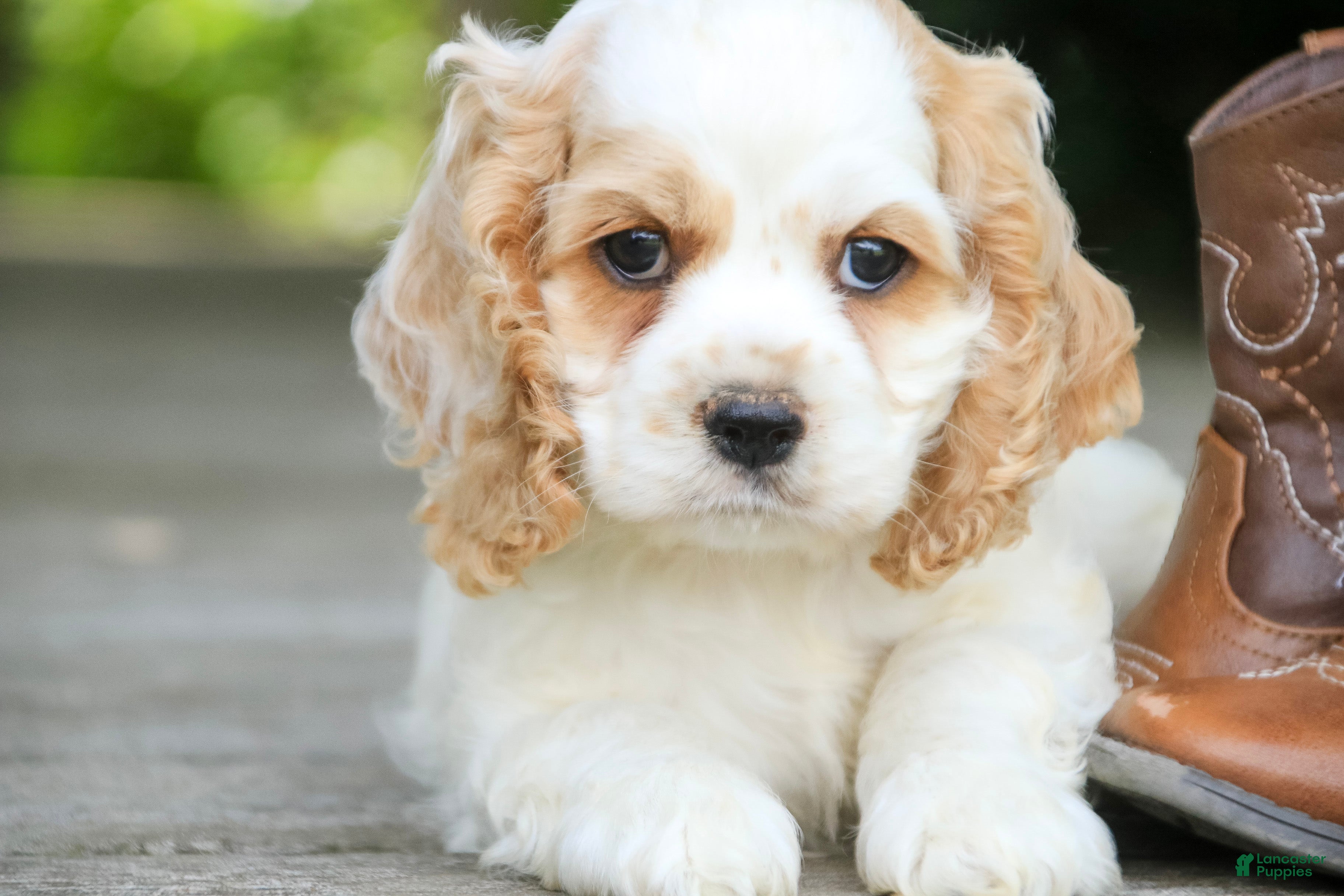 Cocker Spaniel dogs Ash Cocker Spaniel  - Ad 2