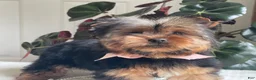 Yorkshire Terrier dogs for sale: Felicity - Ad 7
