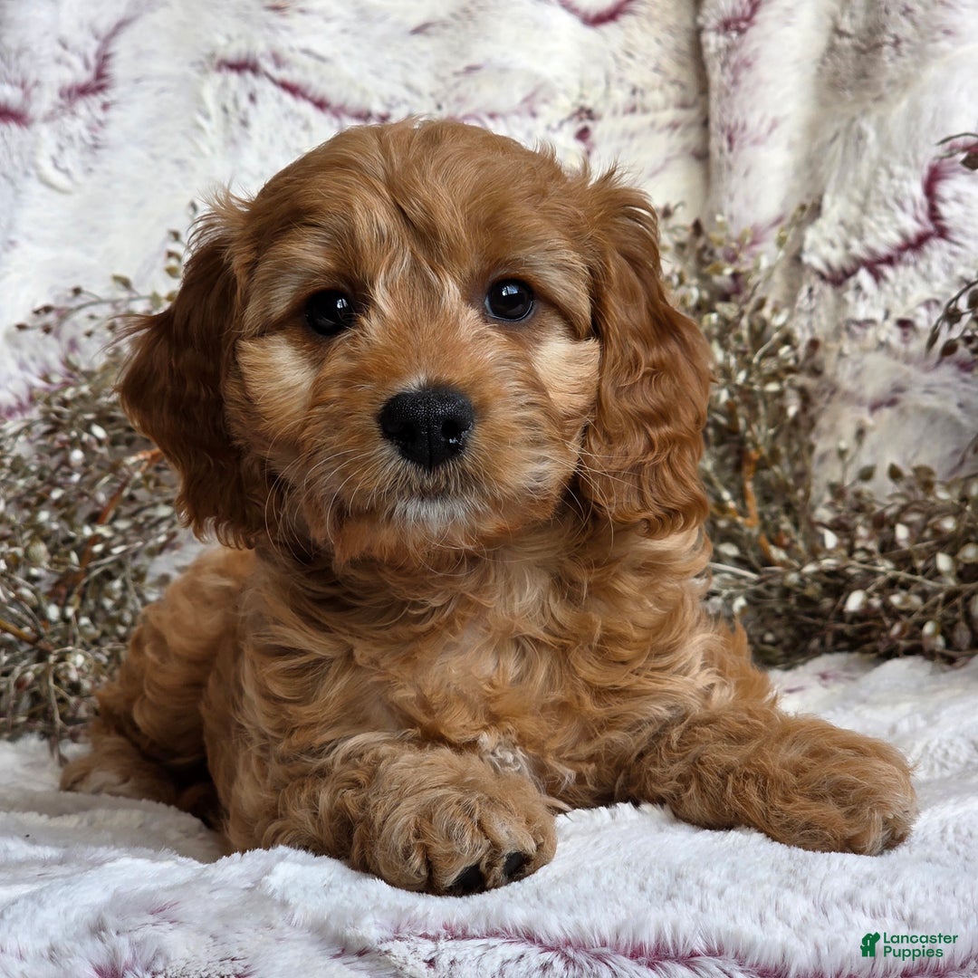 Cavapoo dogs for sale: Karla - Ad 6