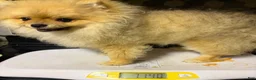 Pomeranian dogs for sale: Pomeranian Puppy 3 - Ad 4