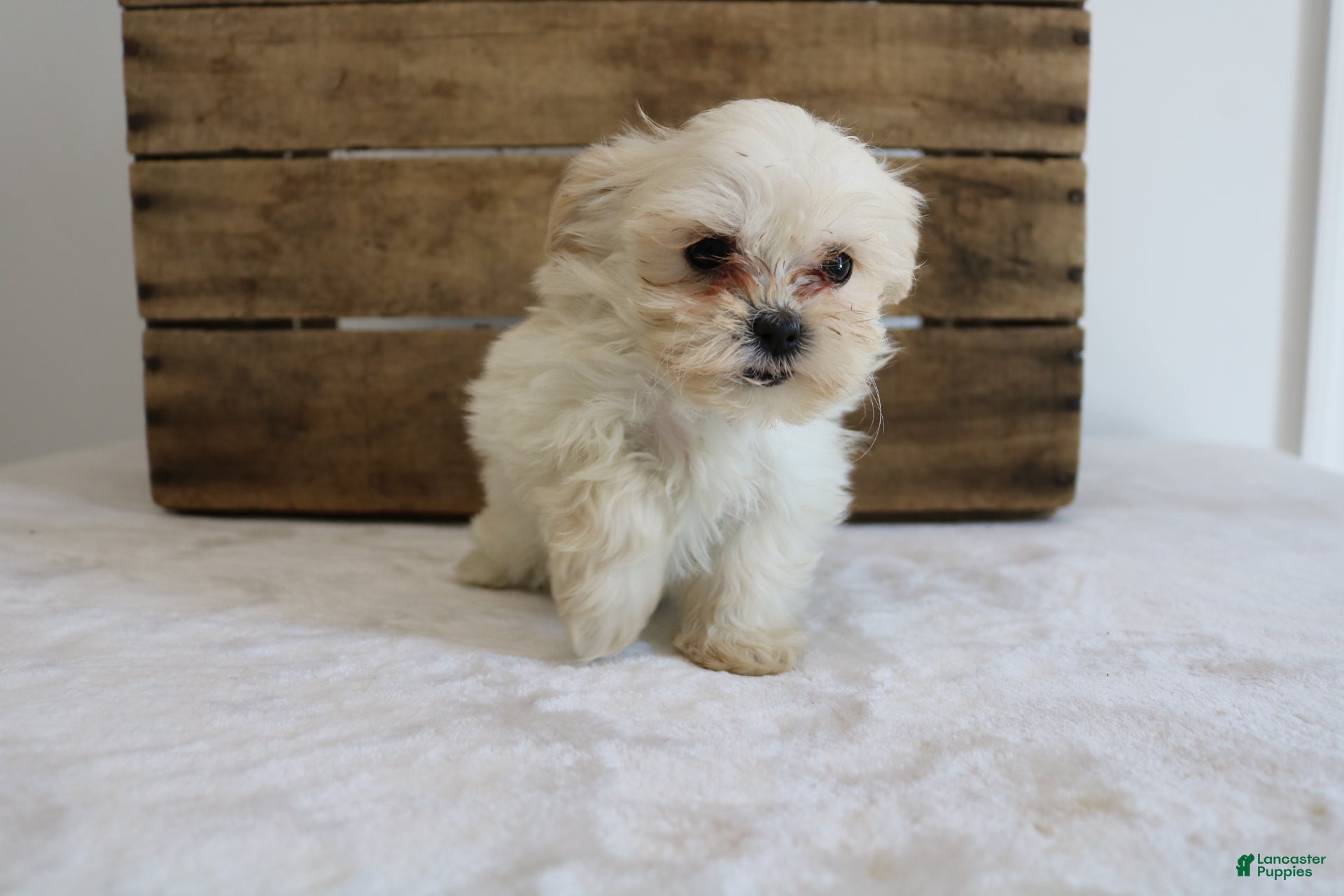 Maltipoo dogs Keera - Ad 37