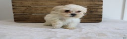Maltipoo dogs for sale: Keera - Ad 1