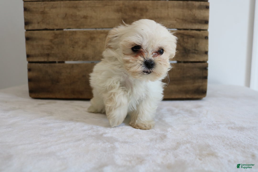 Maltipoo dogs for sale: Keera - Ad 1