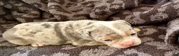 Olde English Bulldogge dogs for sale: Tri Blue Merle  - Ad 8