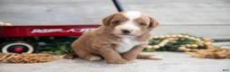 Mini Goldendoodle dogs for sale: Connor - Ad 2