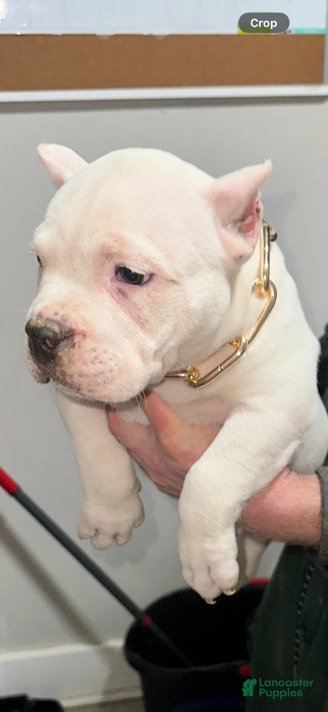 American Bully dogs for sale: Moby  - Ad 2