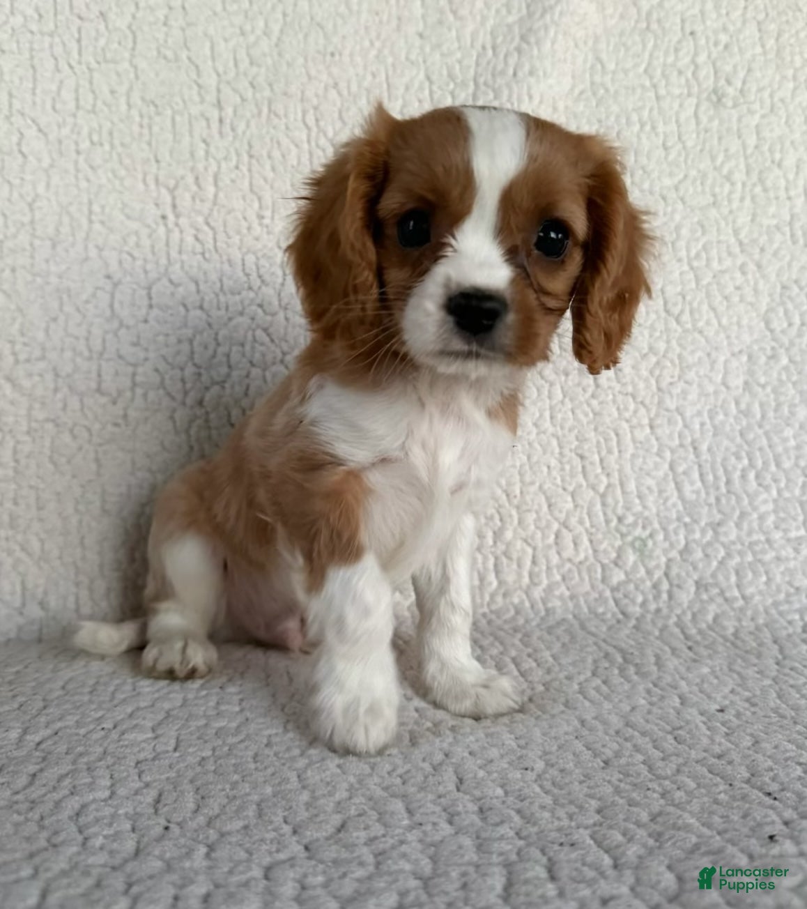 Cavalier King Charles Spaniel dogs Trooper Cavalier King Charles Spaniel  - Ad 1