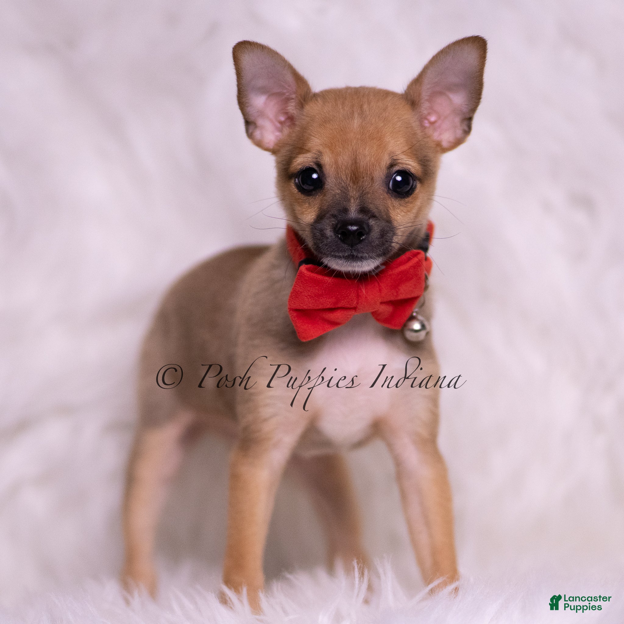 Chihuahua dogs Tiny Taco - Ad 2