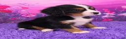 Miniature Bernese Mountain Dog dogs for sale: Sawyer - Ad 2