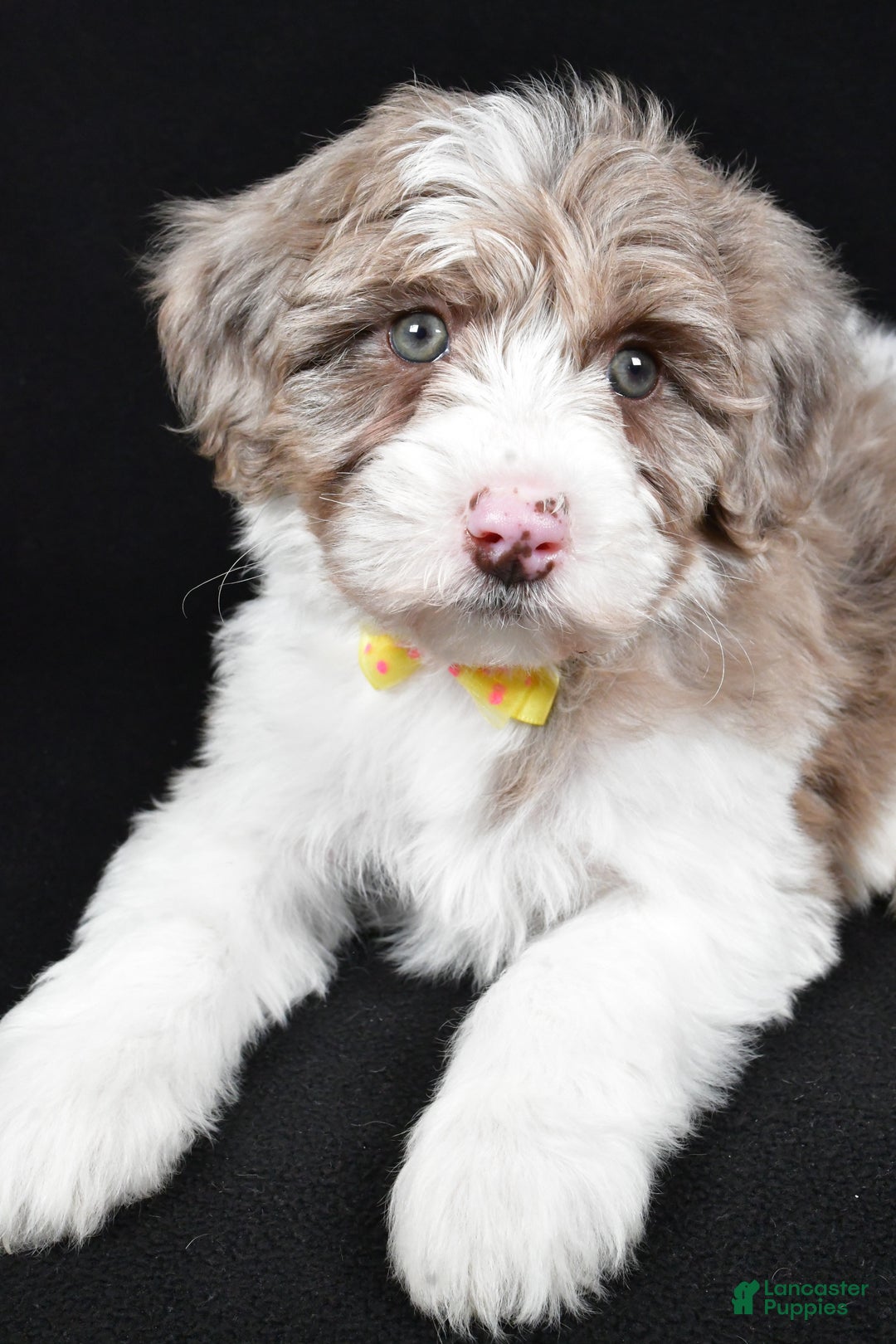 Sheepadoodle dogs for sale: Champion - Ad 3