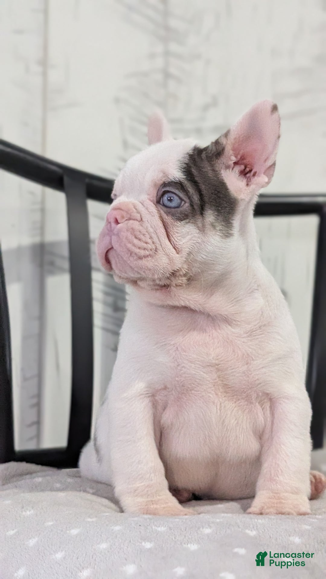 French Bulldog dogs for sale: Xander - Ad 7