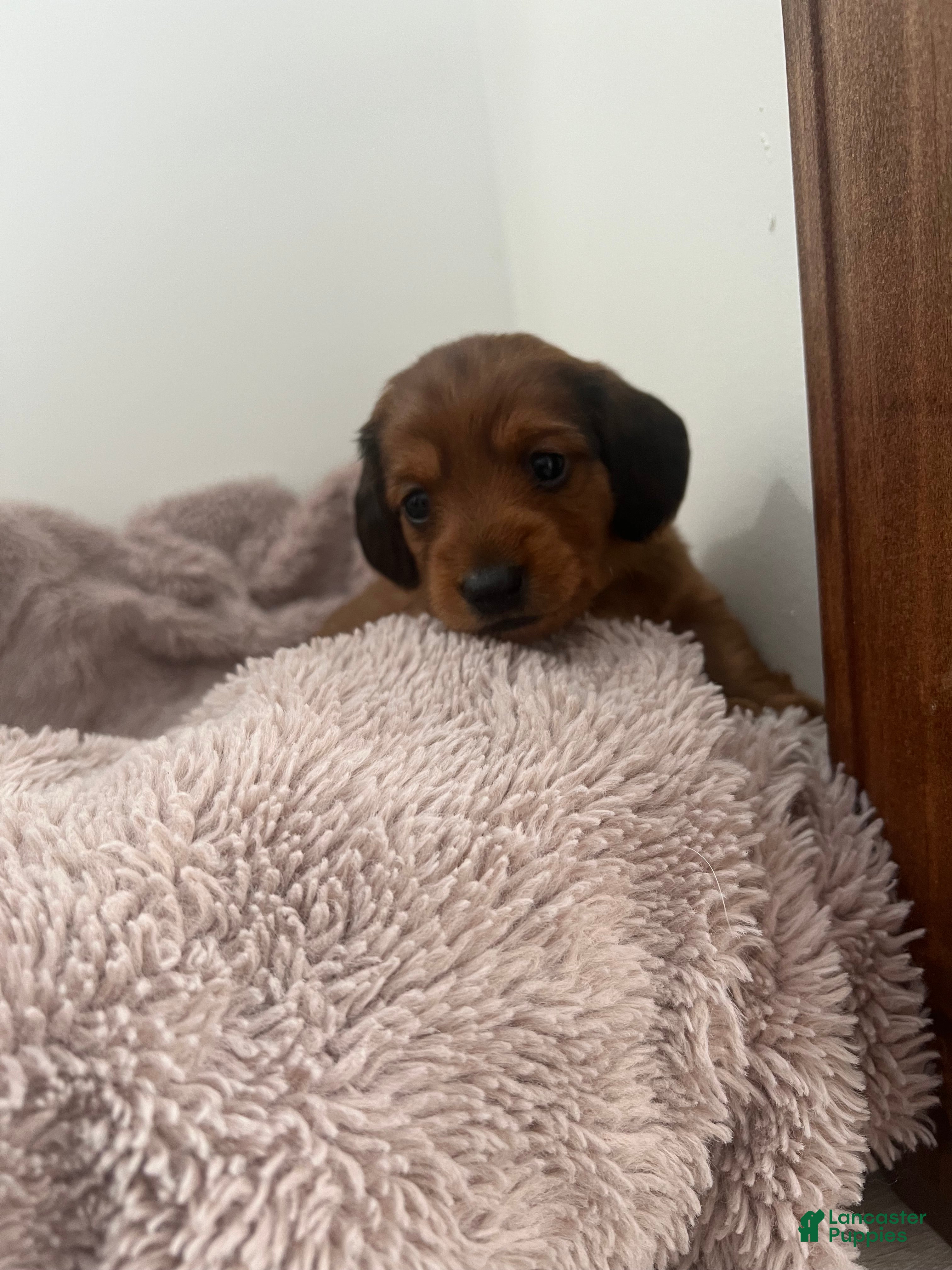 Miniature Dachshund dogs Coco Bean - Ad 1