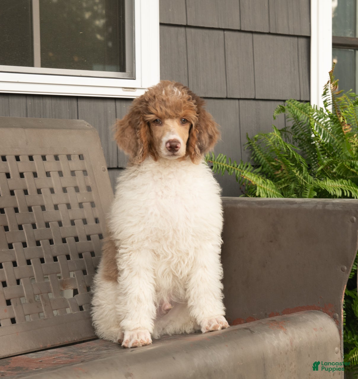 Oak (Standard Poodle, Male) in Bucyrus, MO
