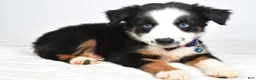 Miniature Australian Shepherd dogs for sale: Felix - Ad 7