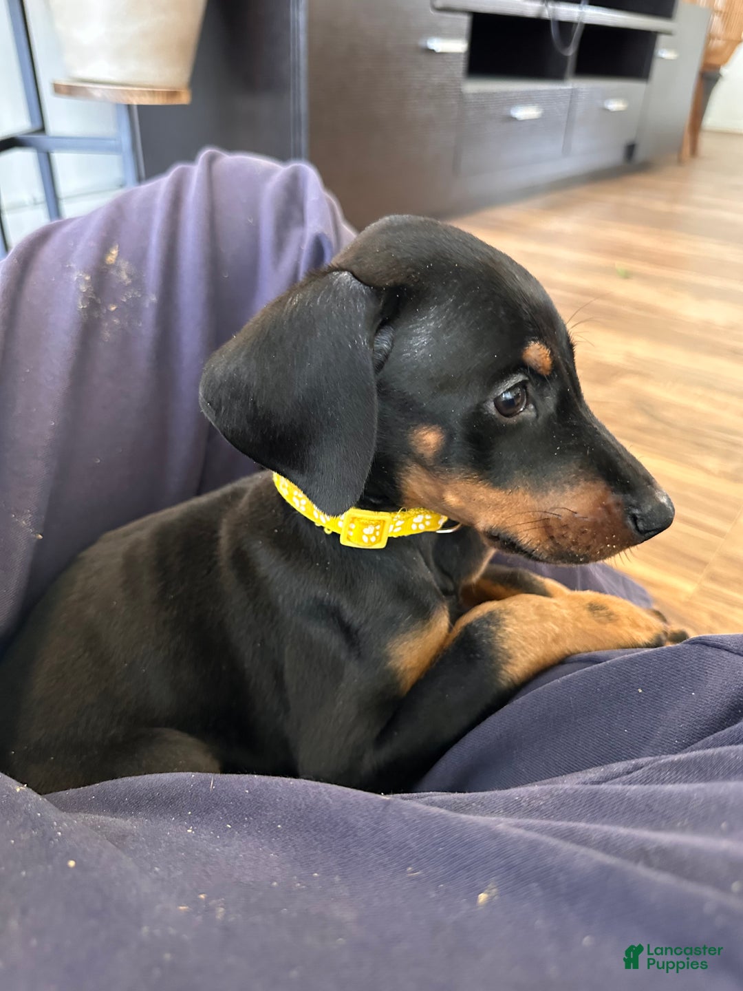 Sunshine for sale in Twentynine Palms Lancaster Puppies