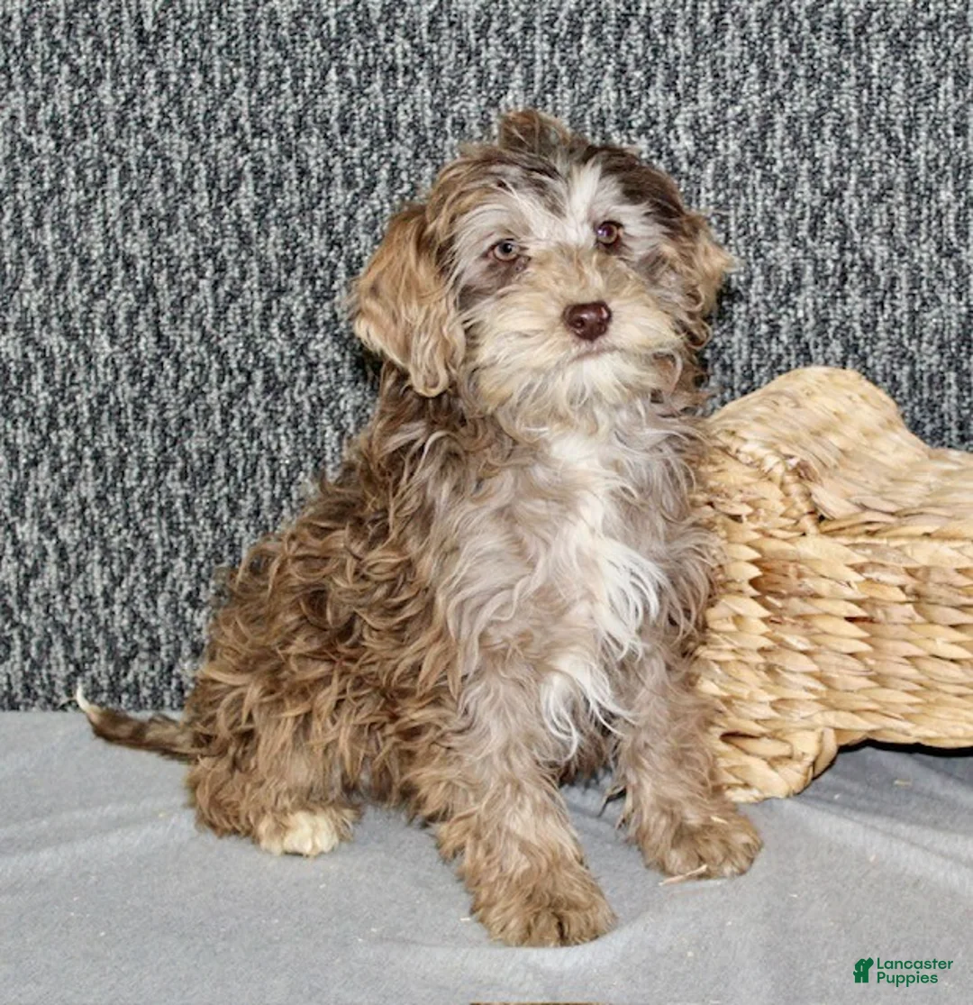 Mixed Breed dogs for sale: Olive - Ad 3