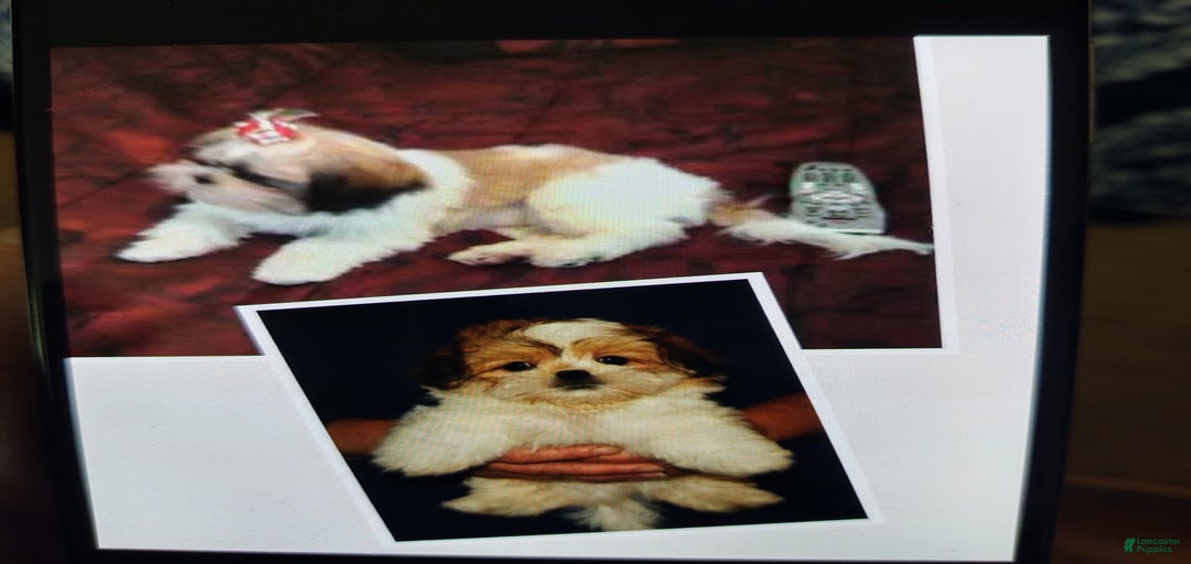 Gallery Image {{count}}