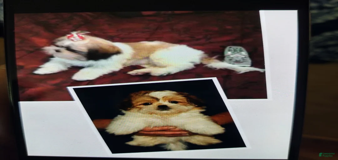 Gallery Image {{count}}