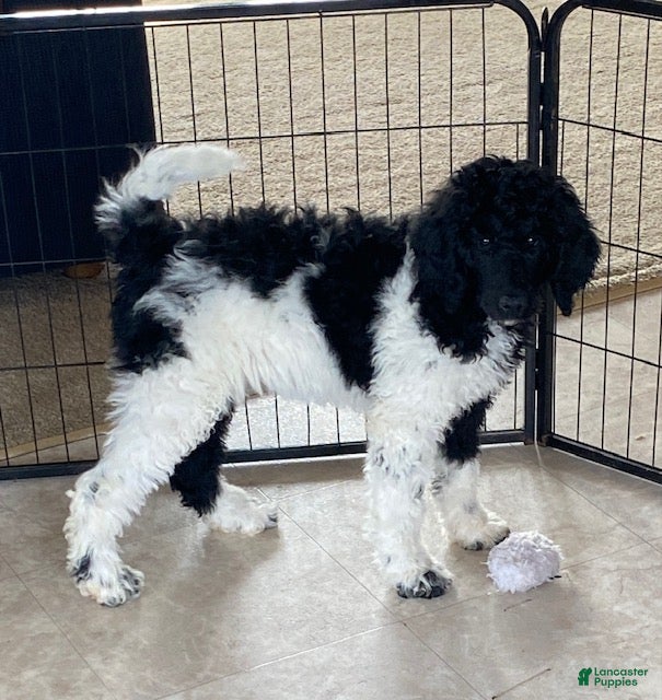 Standard Poodle dogs Katie- genetic clear - Ad 2