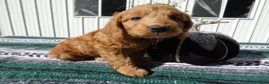 Mini Goldendoodle 3 Lolo