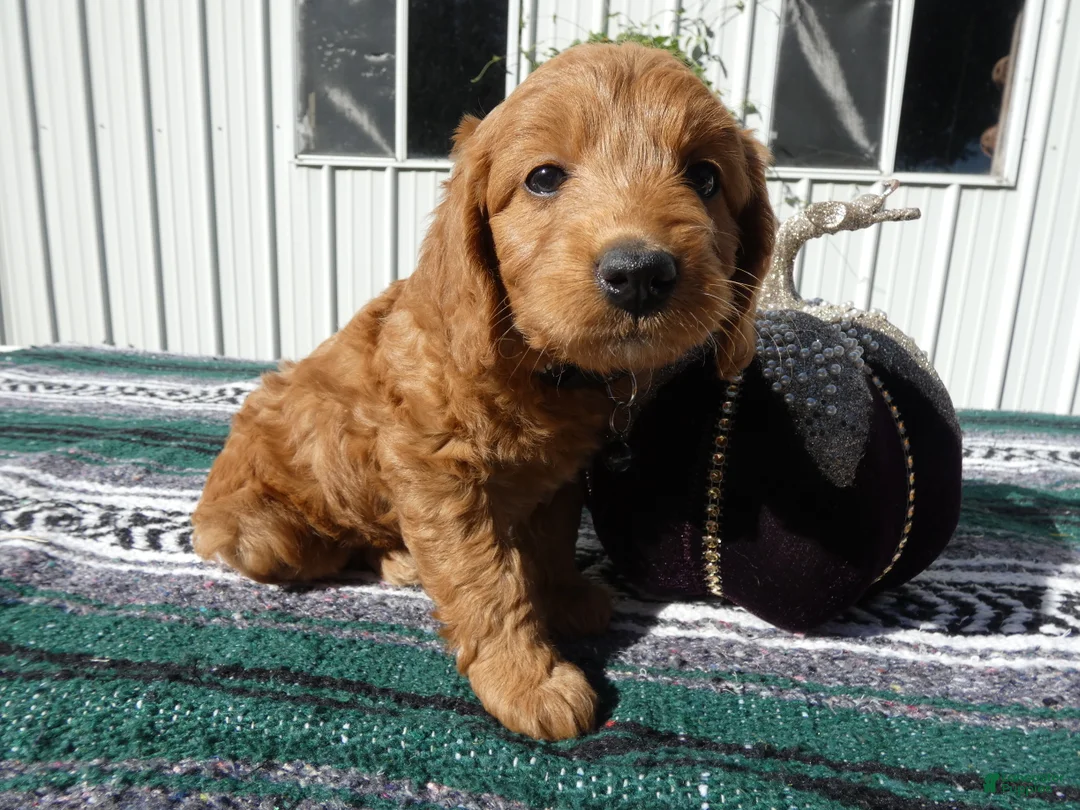 Mini Goldendoodle dogs for sale: Mini Goldendoodle 3 Lolo - Ad 1