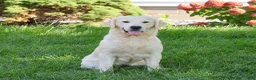 Golden Retriever dogs for sale: Nevada  - Ad 5